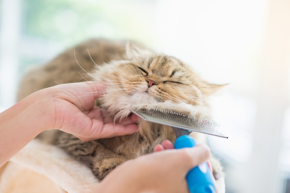 Grooming Ajax, ON LT J