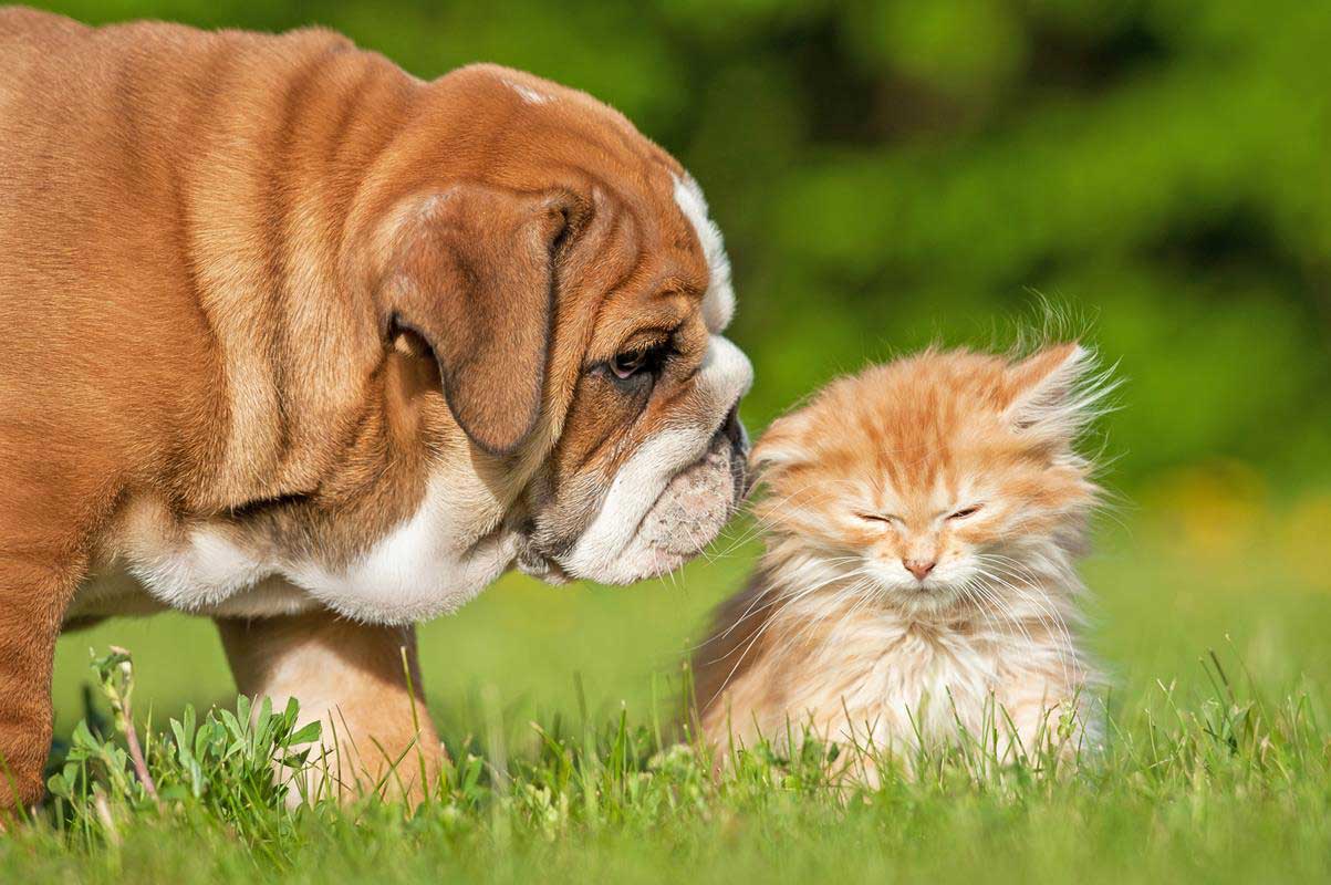 Puppy & Kitten Care Ajax, ON LT J