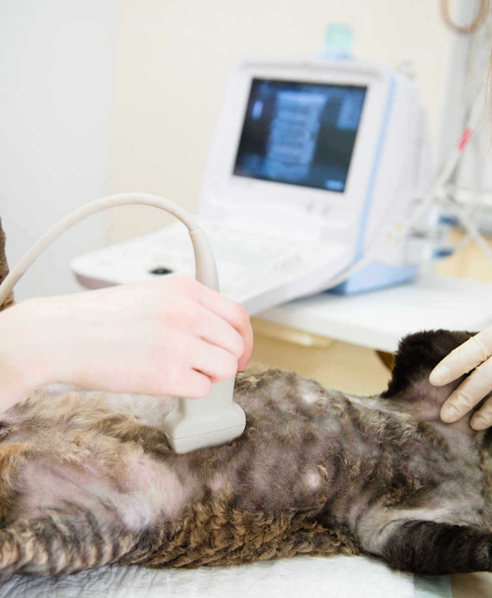 Ultrasound Ajax, ON LT J