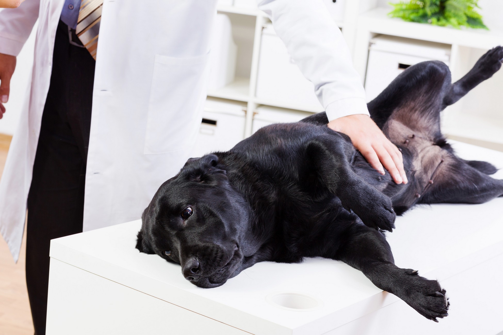 Wellness Exams Ajax, ON LT J