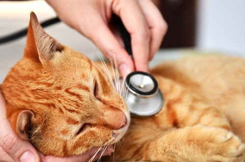 veterinary services Ajax, ON LT J